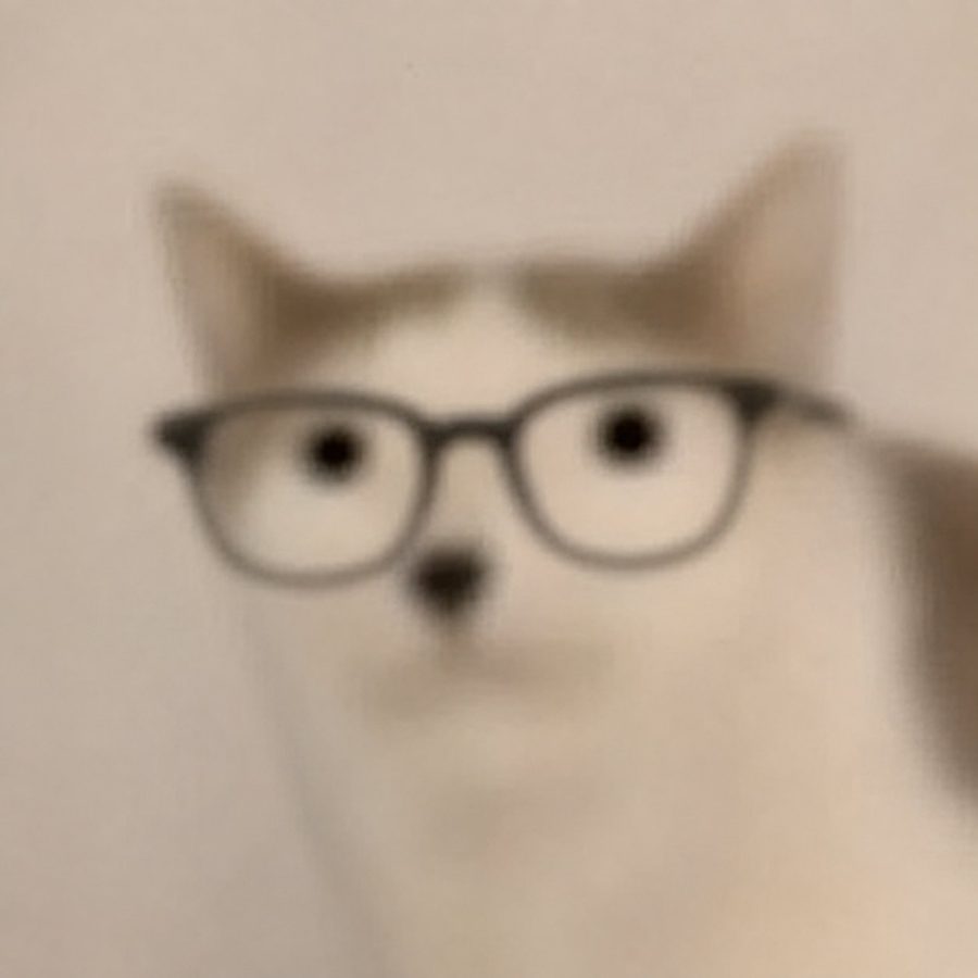 CET, a white cat wearing glasses, staring directly at the camera